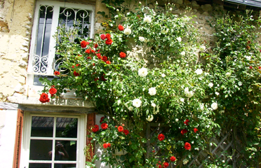 Rosen an der Fassade